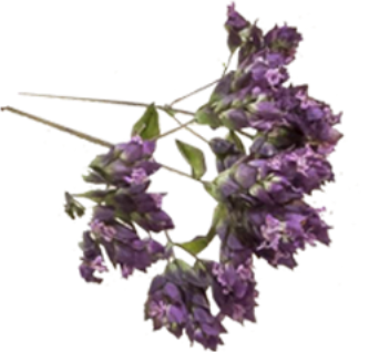 lavande